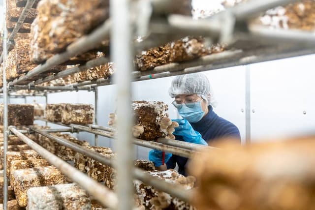 プレジール秋桜